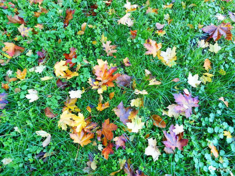 Köd "súlyától" fűre hullott levelek