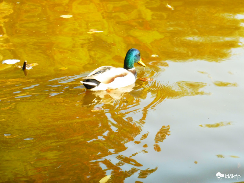 Kacsa úszik a Cseke tóban