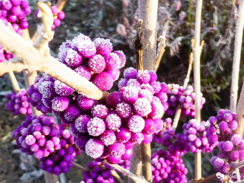 Lilára fagyott kínai lila bogyó ma reggel