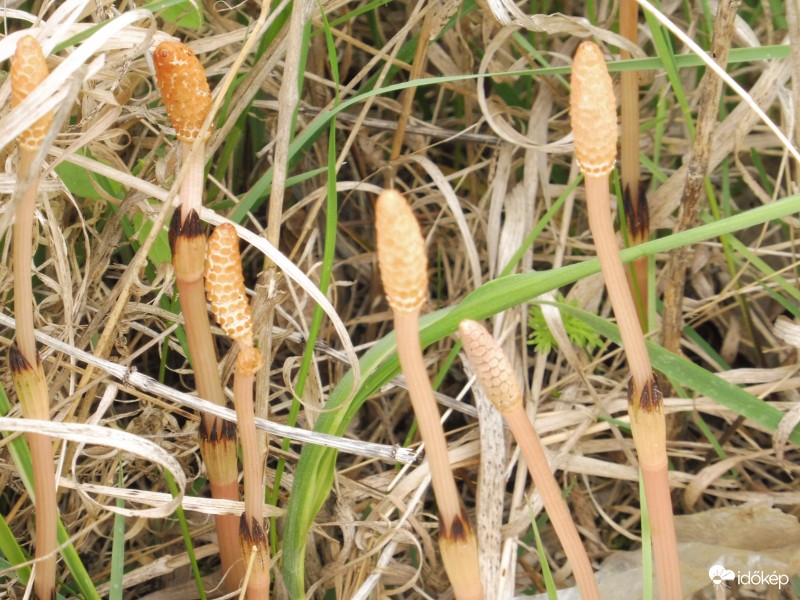 Fűben rejtőző érdekesség: zsurlók