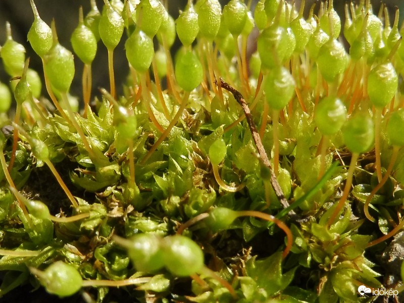 moha " bimbók erdeje"