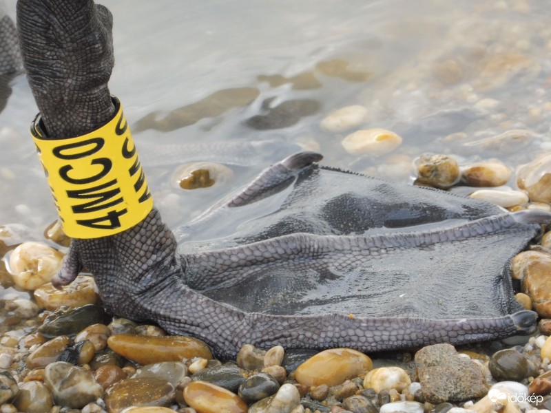 És ez a nagy láb tartja biztosan a hatalmas hattyú testet!