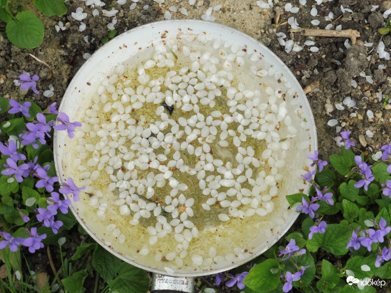 virágok és vízbe hullott szírmok