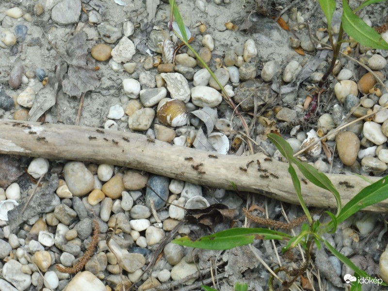 okos hangyák menete az ágon