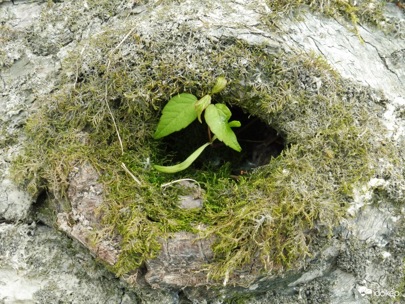 vén fa "fészkében" nevelgeti unokáját