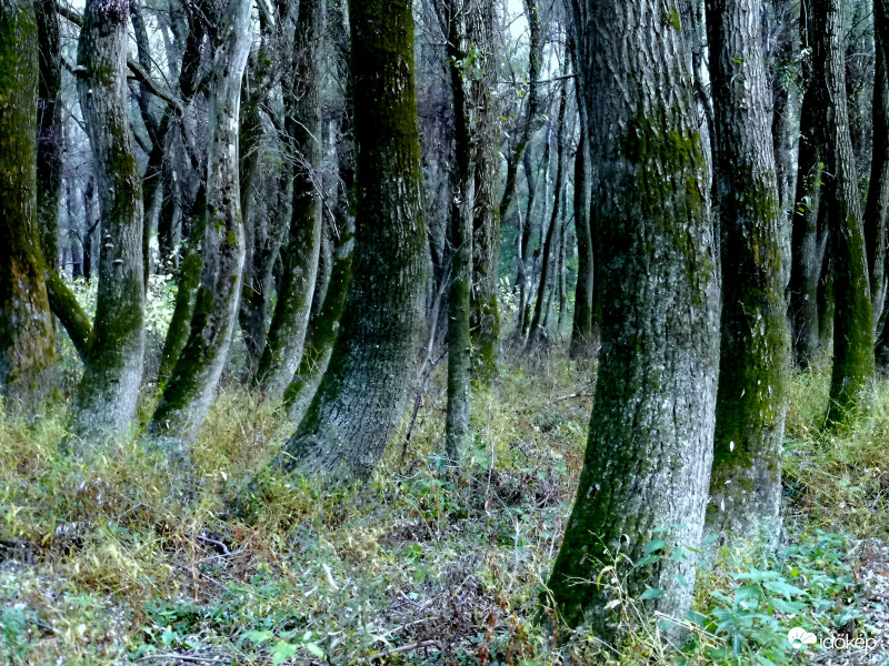 Szellemtáncot járó erdő