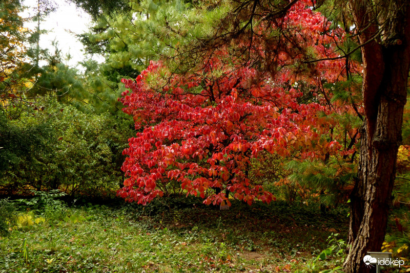 Megbokrosodott színek