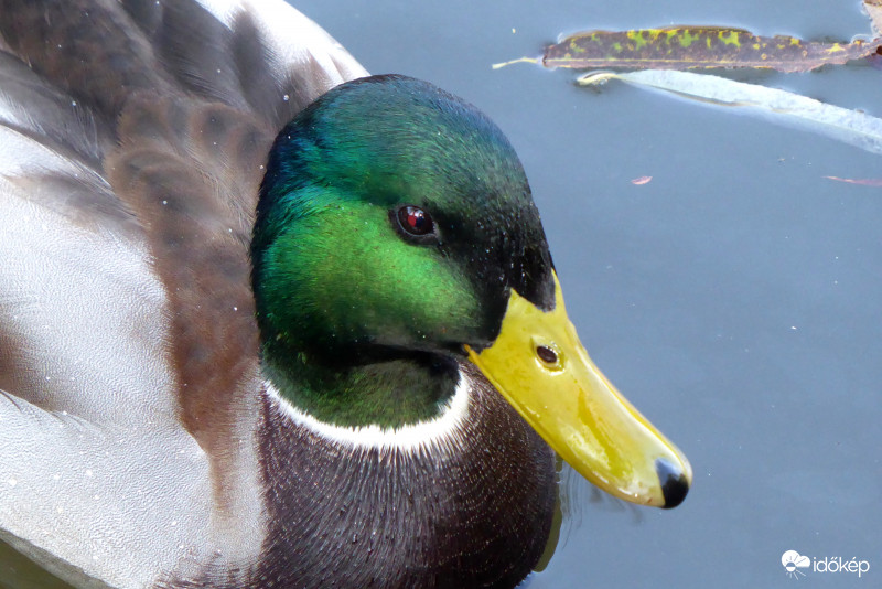 Jólfésült piperkőc