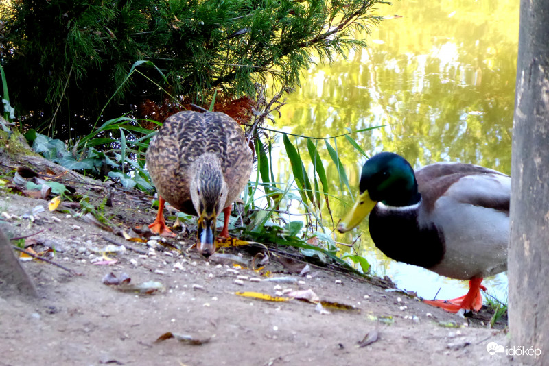 Köszönjük az üdvözletet