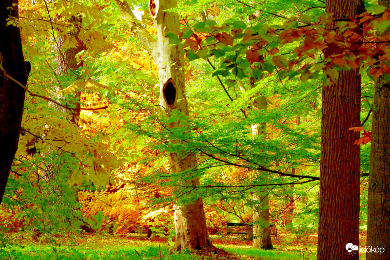 Törzsek, lombok őszi színei