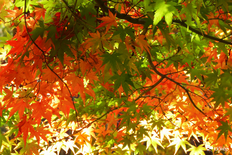 Csillagok napsütésben