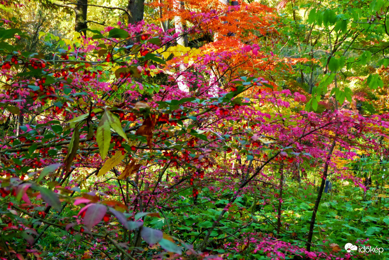 Ősz festőművész vizsgamunkája