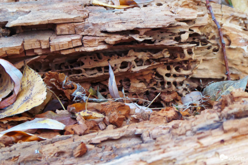 Erdei lakótelep bogaraknak