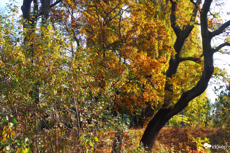 A kopár törzs szépsége a színes háttérrel