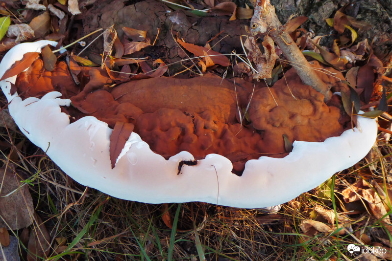 Csíííz! Kérek egy mosolyt!