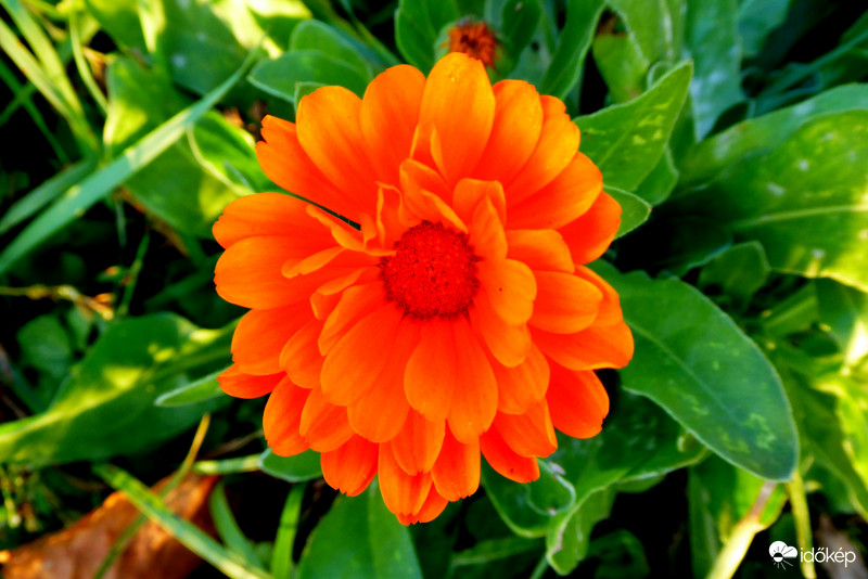 Hálás kis túlélő, a körömvirág