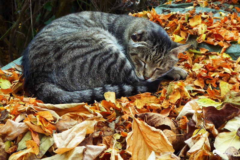 Ki mondja, hogy a lombseprés nem fárasztó munka?
