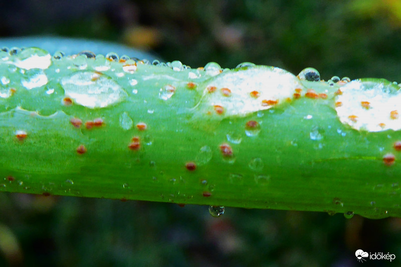 Cseppek, pettyek egy eldobott hagyma száron (Száron)