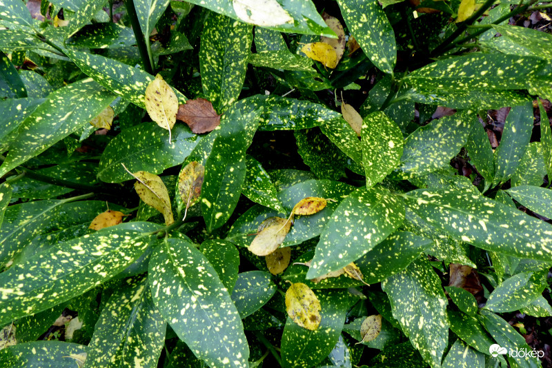 Nem elég a saját petty, még kölcsönöz is