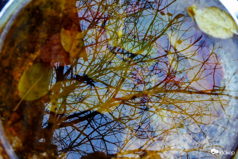 Egy tál vízben jól megférnek egymással a fa ágai és levelei