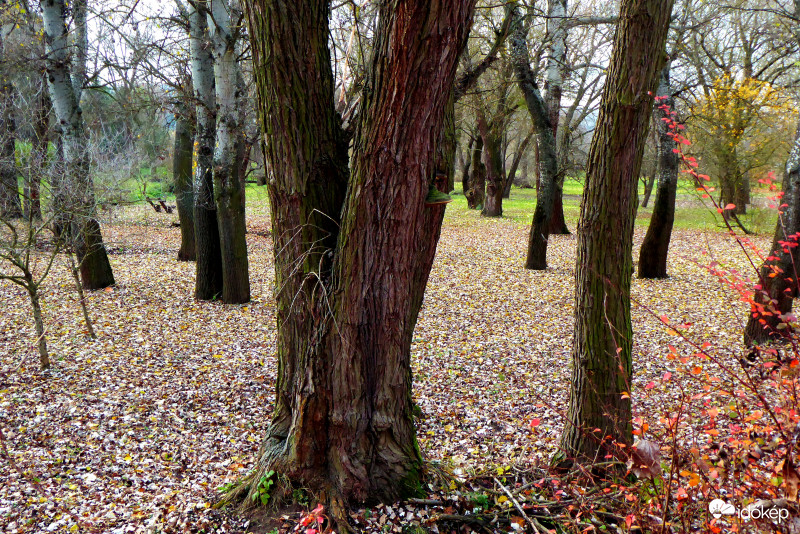Lépteink alatt zörög a haraszt