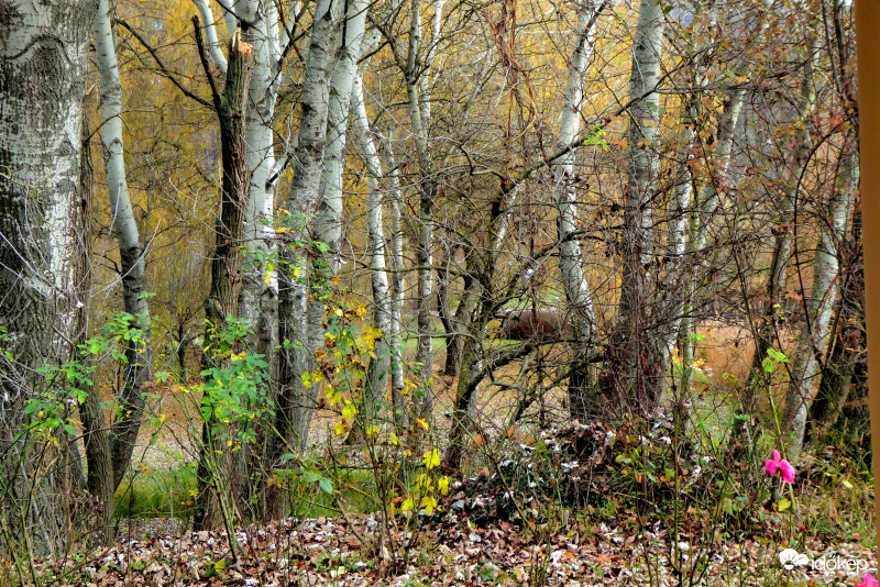 Halovány színű őszi erdő megkapó szépsége