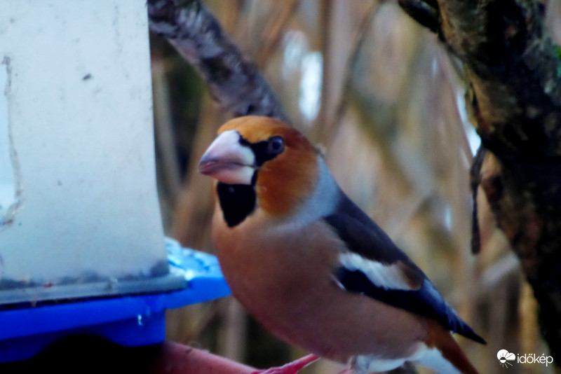 Jól emlékeztem, hogy tavaly is itt kaptam eleséget