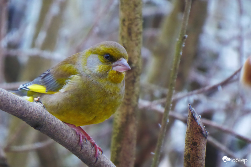 Fáznak a lábacskáim
