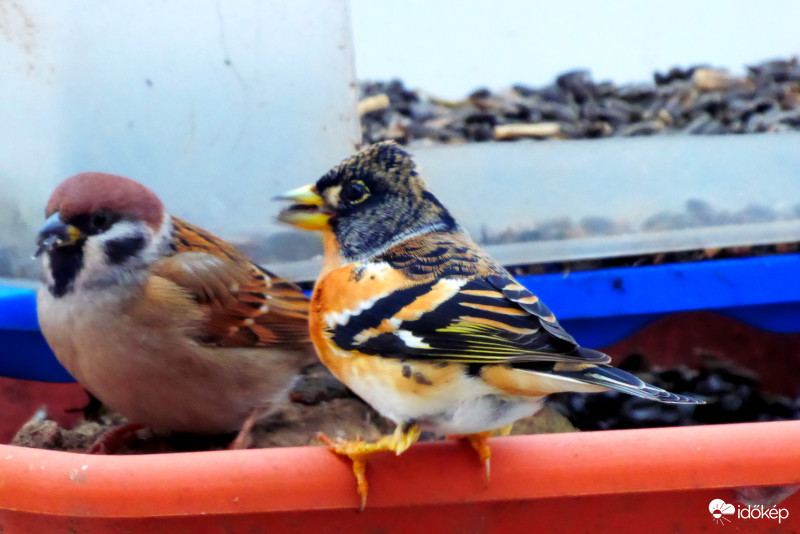 Köpd ki gyorsan, mert figyelnek!
