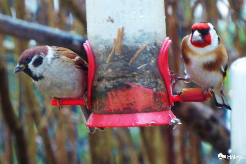 Kétszemélyes libikóka