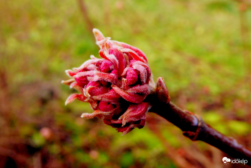 A megtévesztett december közepén