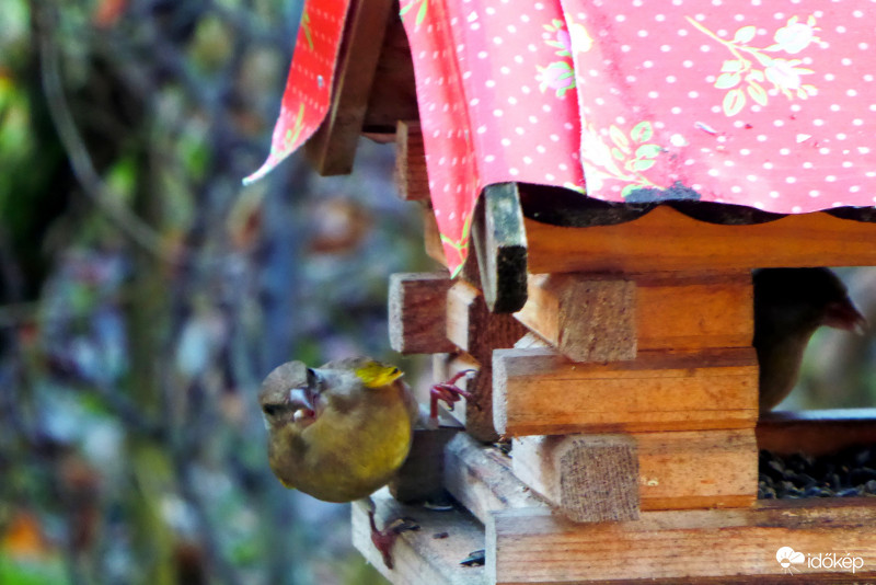 Berúgtam az ajtót és csak így jutottam maghoz
