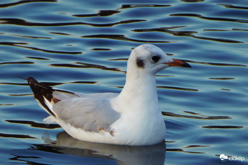 " Holott náddal ringat, holott csobogással, kékellő derűvel, tavi csókolással."