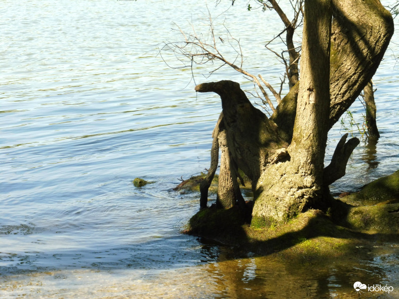 Pingvin a Duna parton