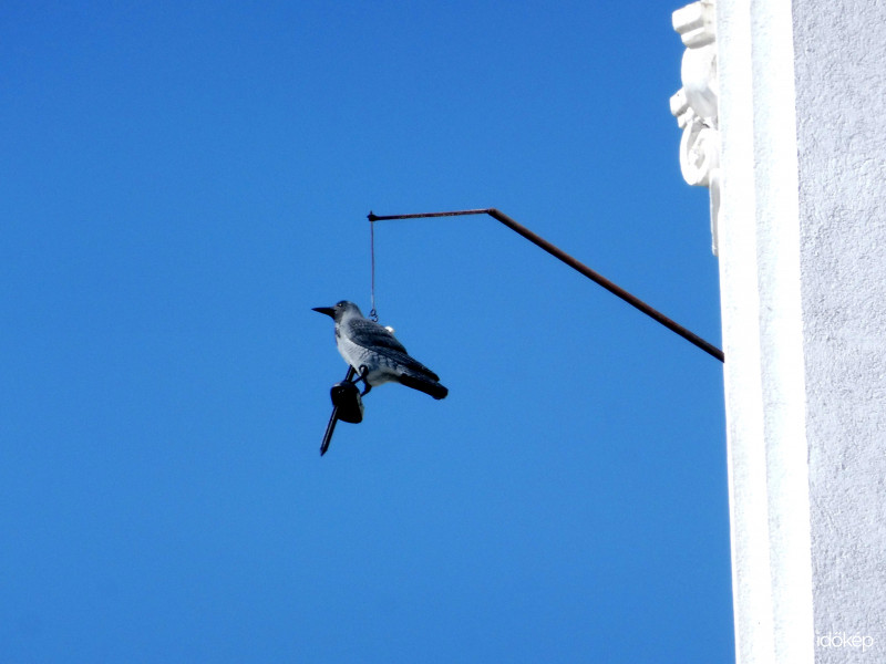 Játékosan hintázó madár a templom oldalán lógó vason