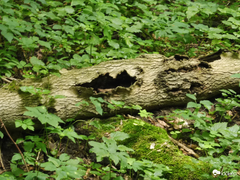 Csókos szájú fatörzs