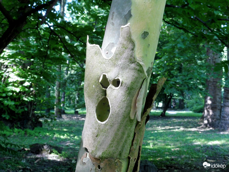 Tériszonyos platán háncs: ó, de magasan vagyok!