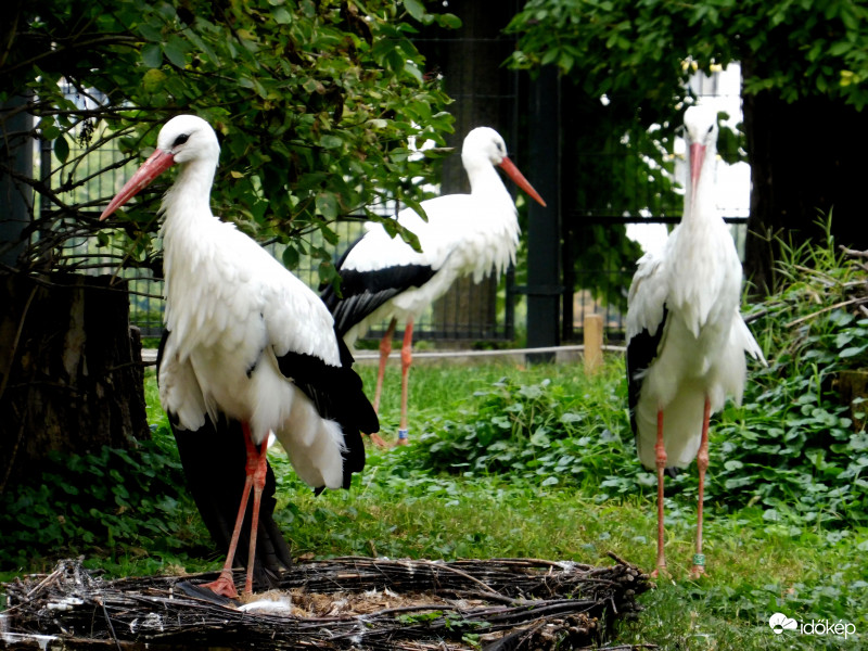 "Gólyapark" a szigeten