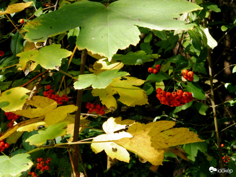 Egy pillanatnyi erdei hangulat