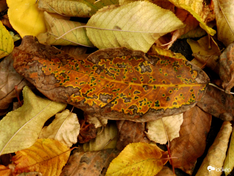 Kakukk "tojás" levél
