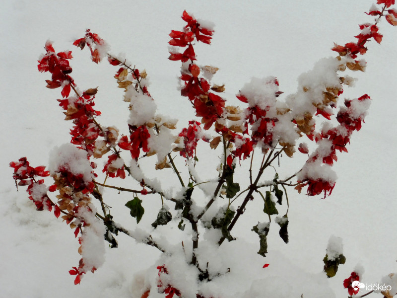 Viszlát paprikavirág!