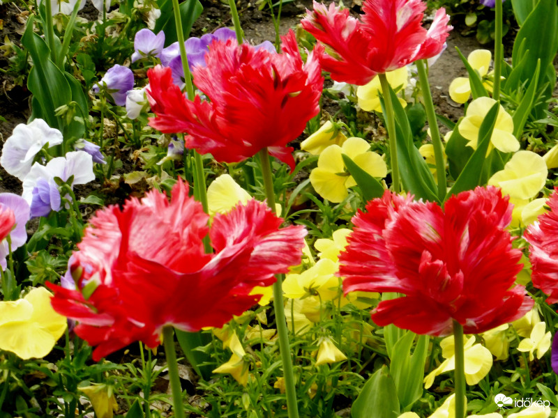 Táncoló tulipánok