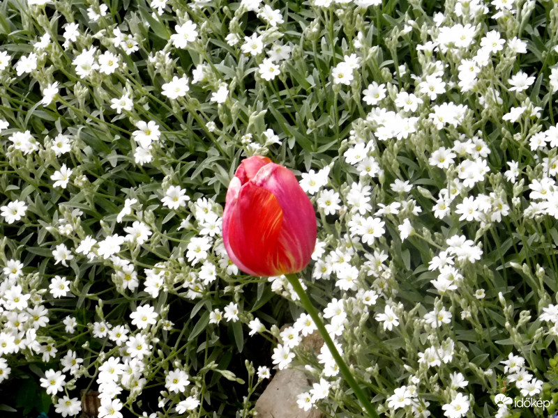 Búcsúzik a tulipán, átadja helyét másoknak