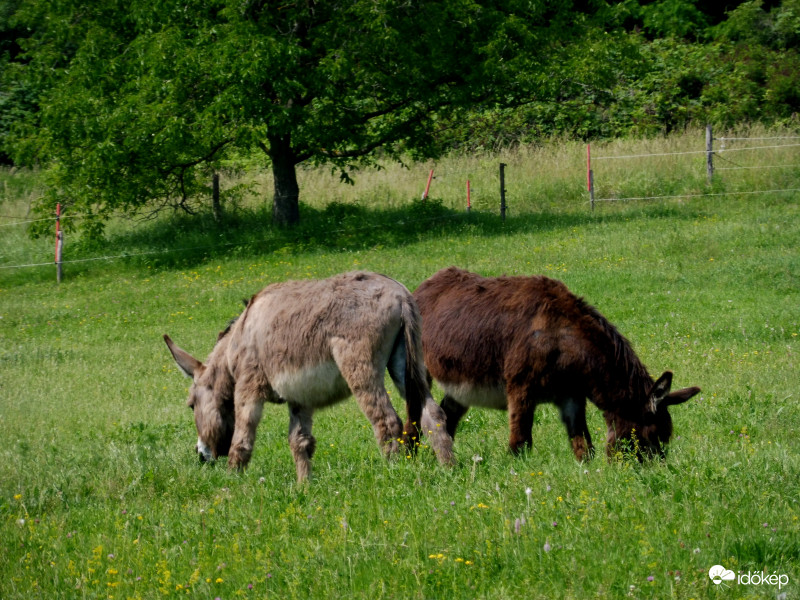 Sziámi szamarak