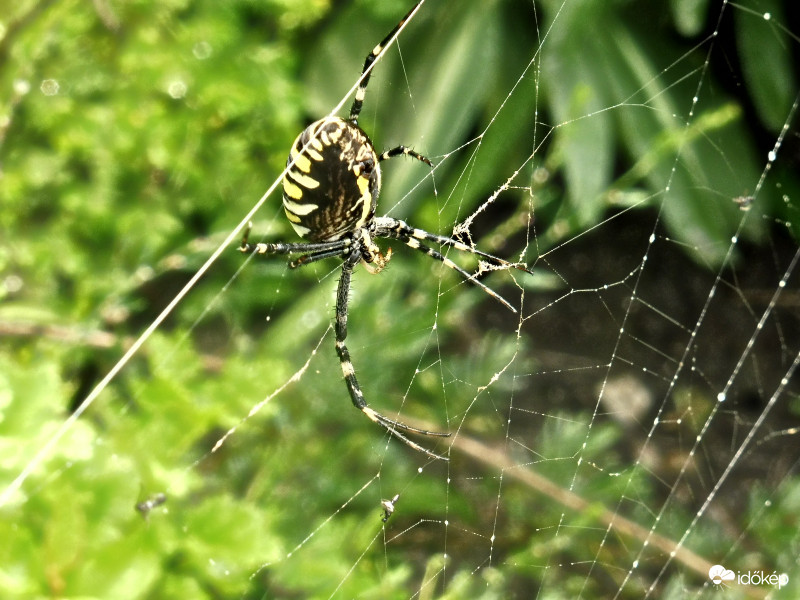 Hálóját a szerencse, őt magát a mamája........