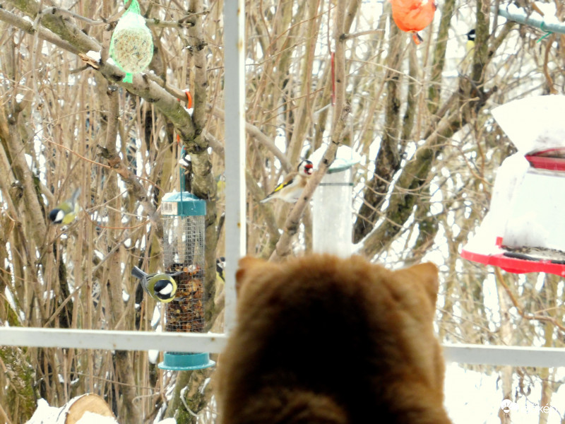 Nincs az a madár, akinek a kedvéért kimennék a mínuszokba!