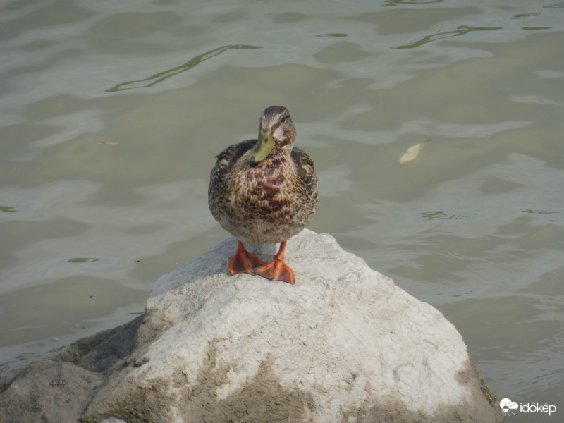 Ki áll amott a szirttetőn?