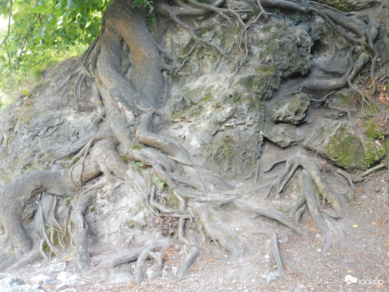 Mésztufát behálózó gyökerek