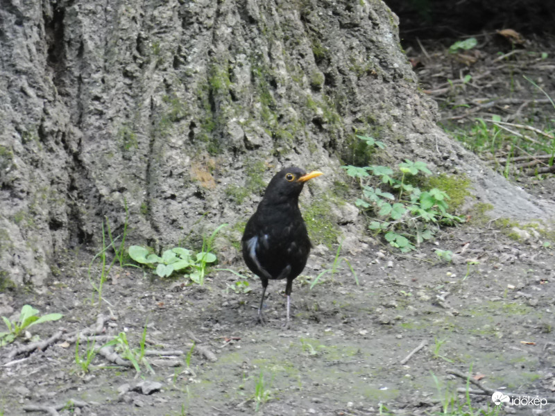 Melíroztattam a bögy tollaimat