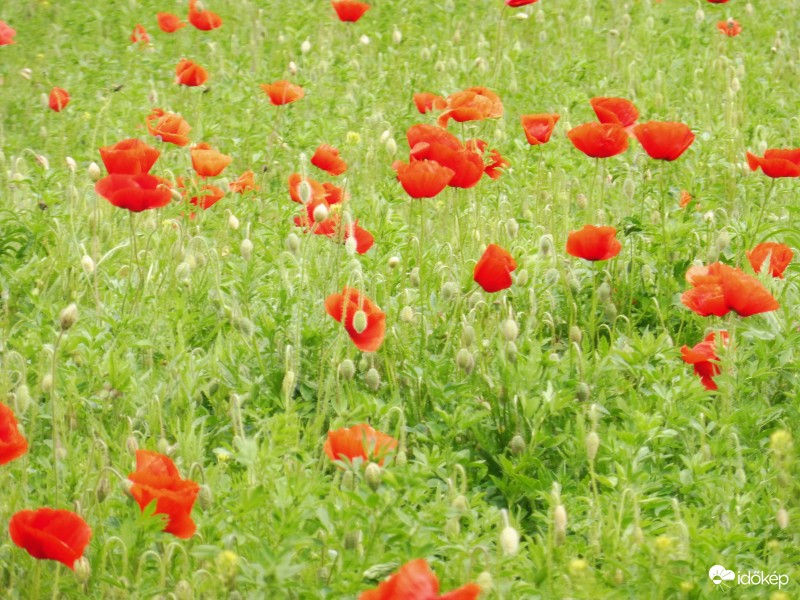 szélben hajladozó pipacsok